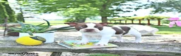 Boston Terrier dogs for sale: Kallie - Ad 2