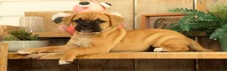 Puggle dogs for sale: Brandy - Ad 4