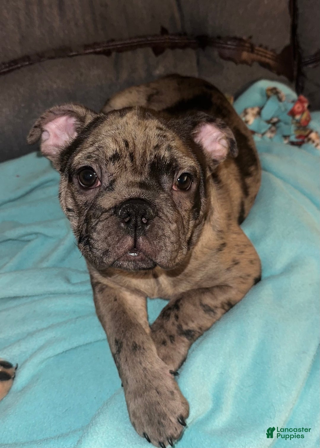 French Bulldog dogs for sale: Jonithin - Ad 1