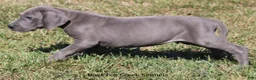Great Dane dogs for sale: Sarge - Ad 8