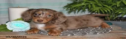 Miniature Dachshund dogs for sale: Cheyenne - Ad 4