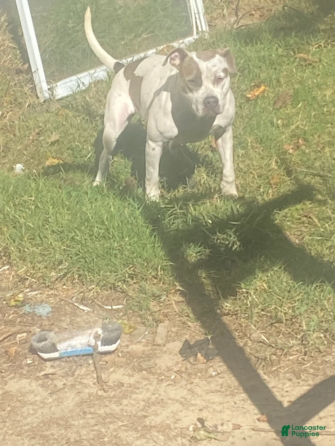 American Pit Bull Terrier dogs for sale: American Pit Bull Terrier Puppy 1 - Ad 2