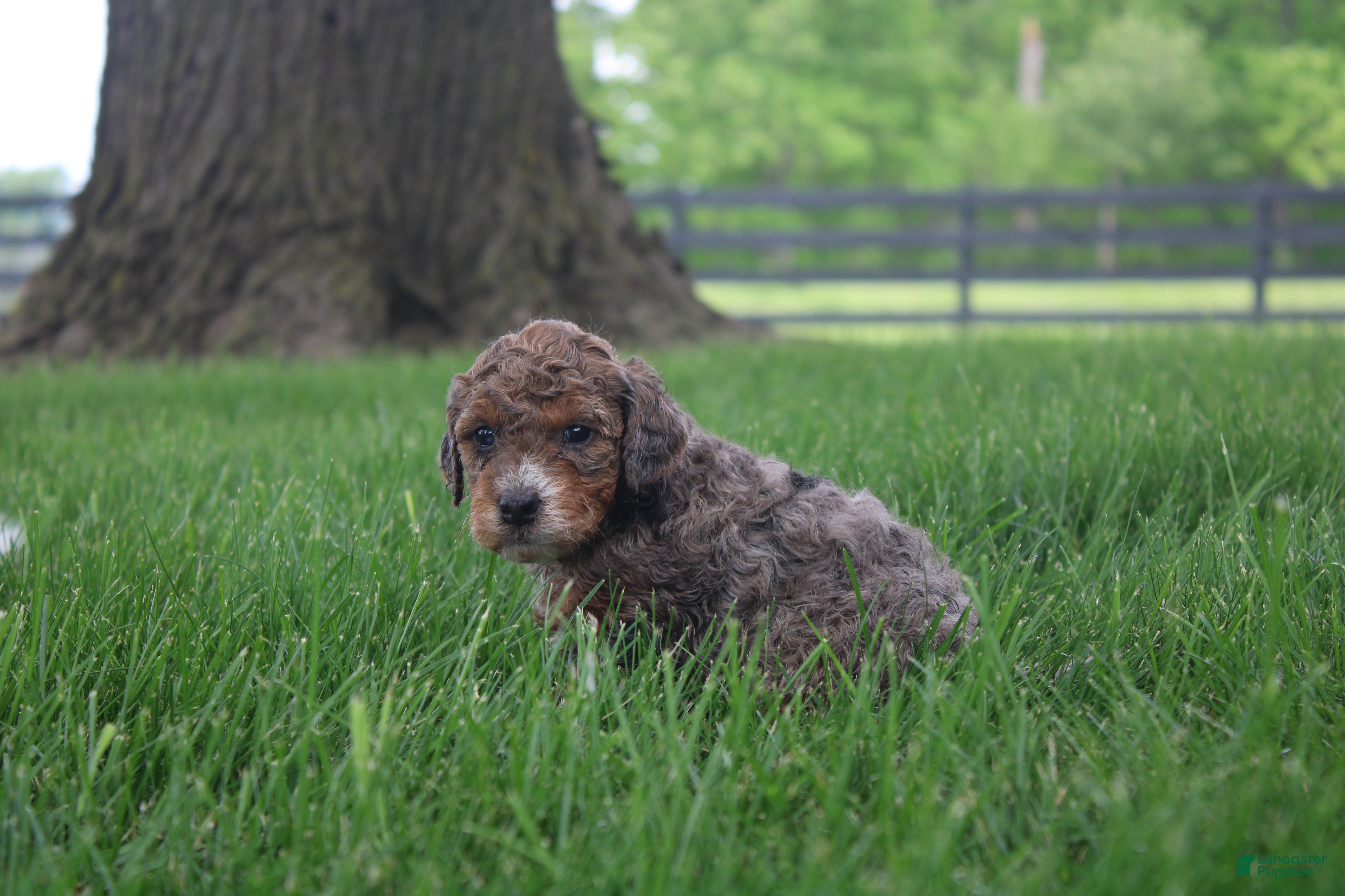 Mini Goldendoodle dogs Remmy - Ad 2