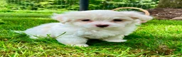 Maltese dogs for sale: Molly - Ad 4