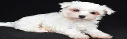 Maltese dogs for sale: Bo - Ad 3