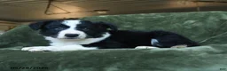 Border Collie dogs for sale: Ailsa - Ad 2