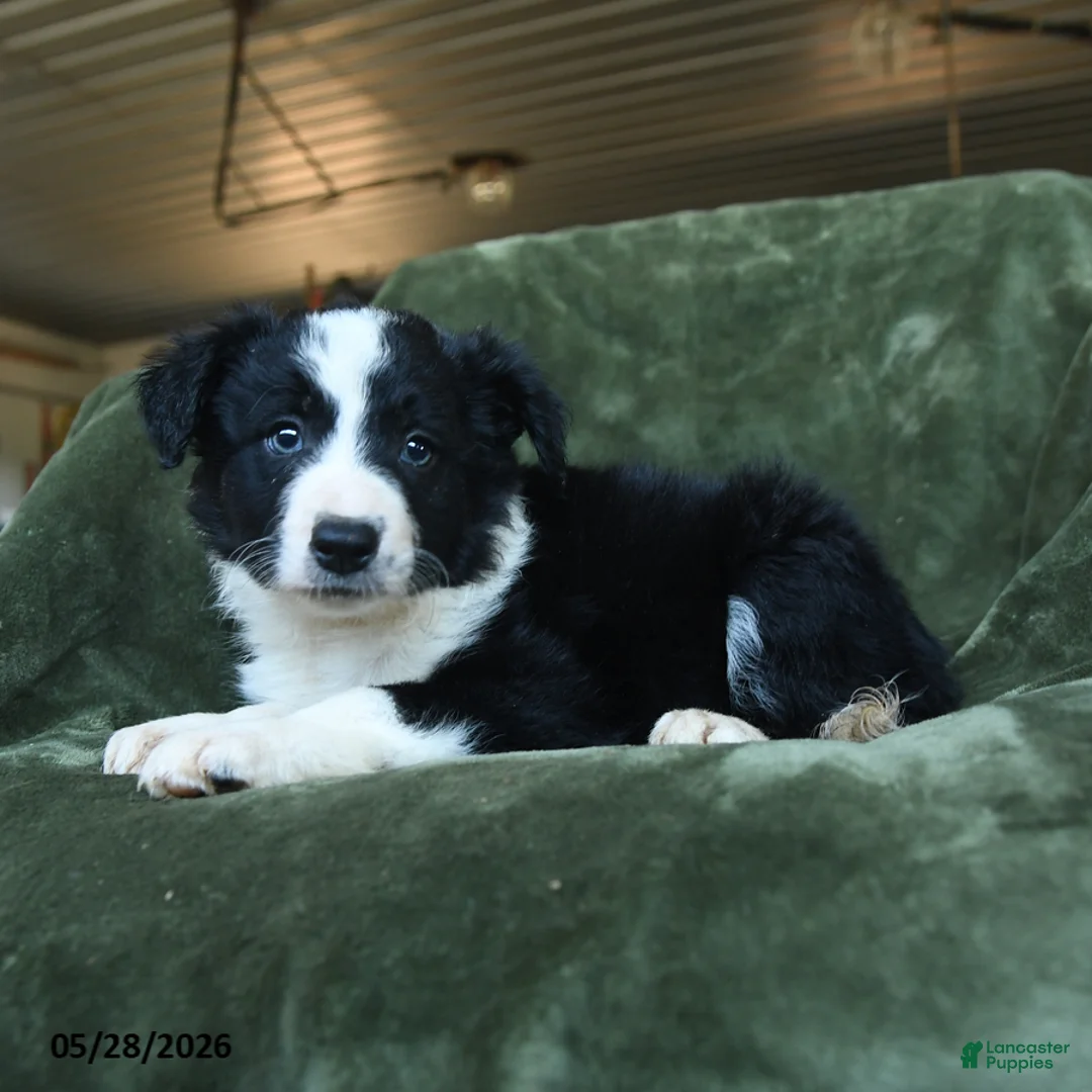 Border Collie dogs for sale: Ailsa - Ad 2