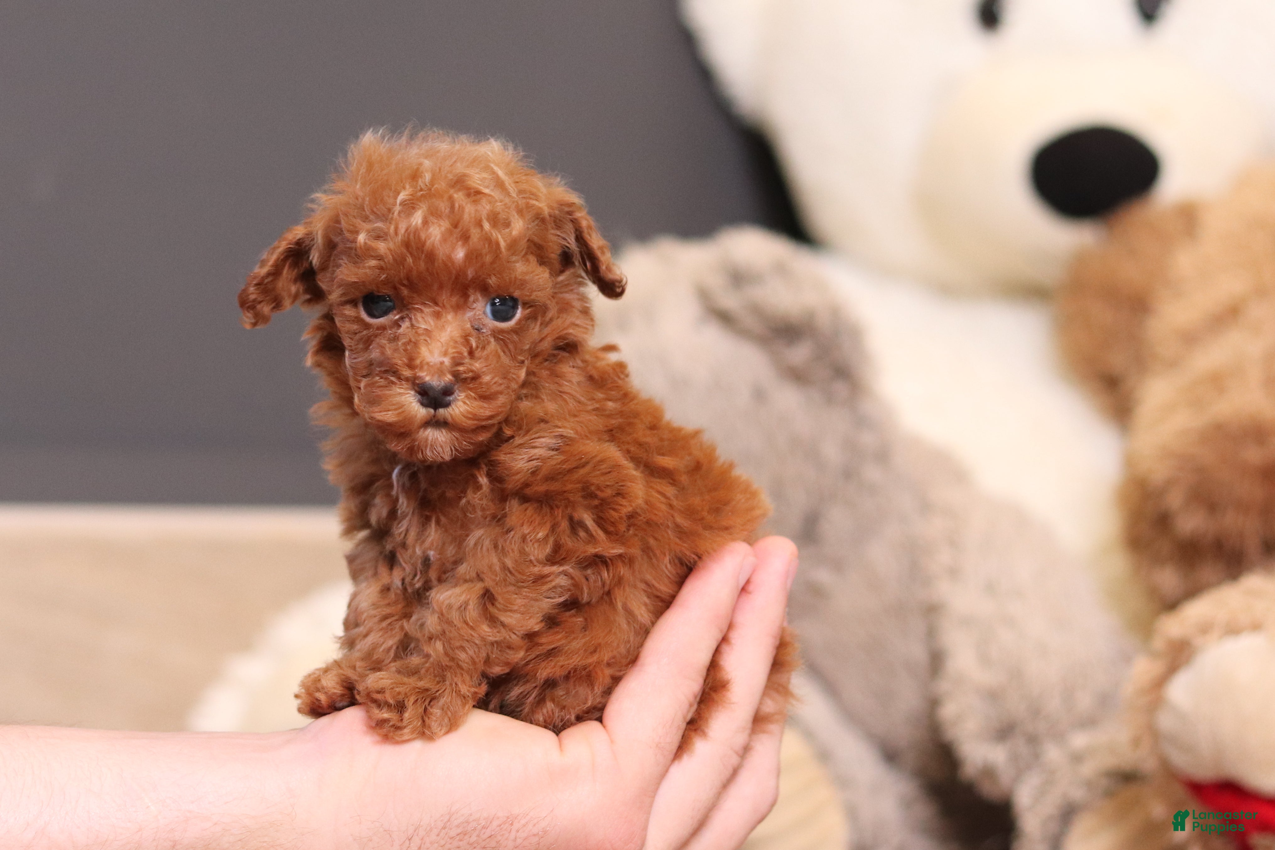 Miniature Poodle dogs Vanna - Ad 2