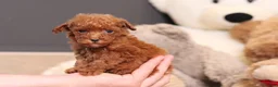 Miniature Poodle dogs for sale: Vanna - Ad 2