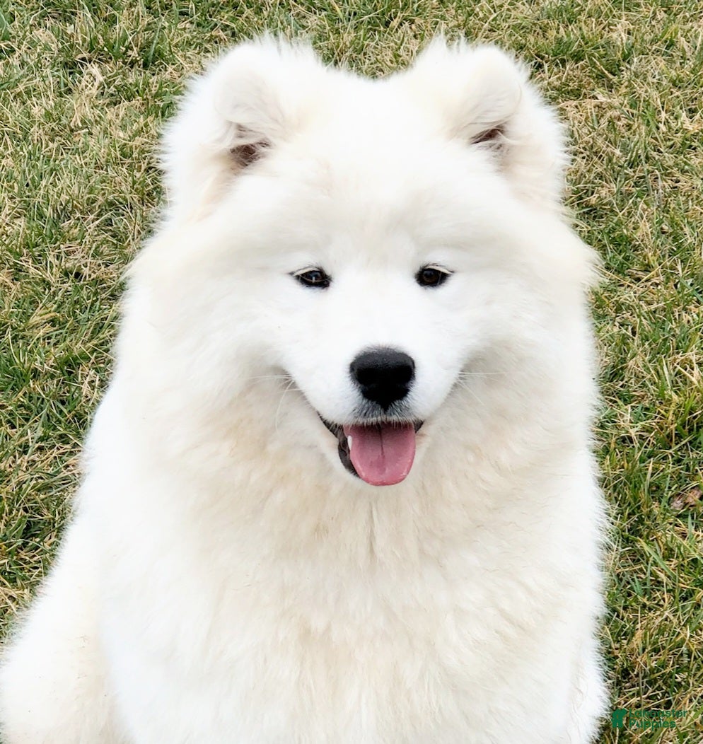 Samoyed dogs Ava - Ad 2