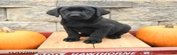 Labrador Retriever dogs for sale: Abagail - Ad 3