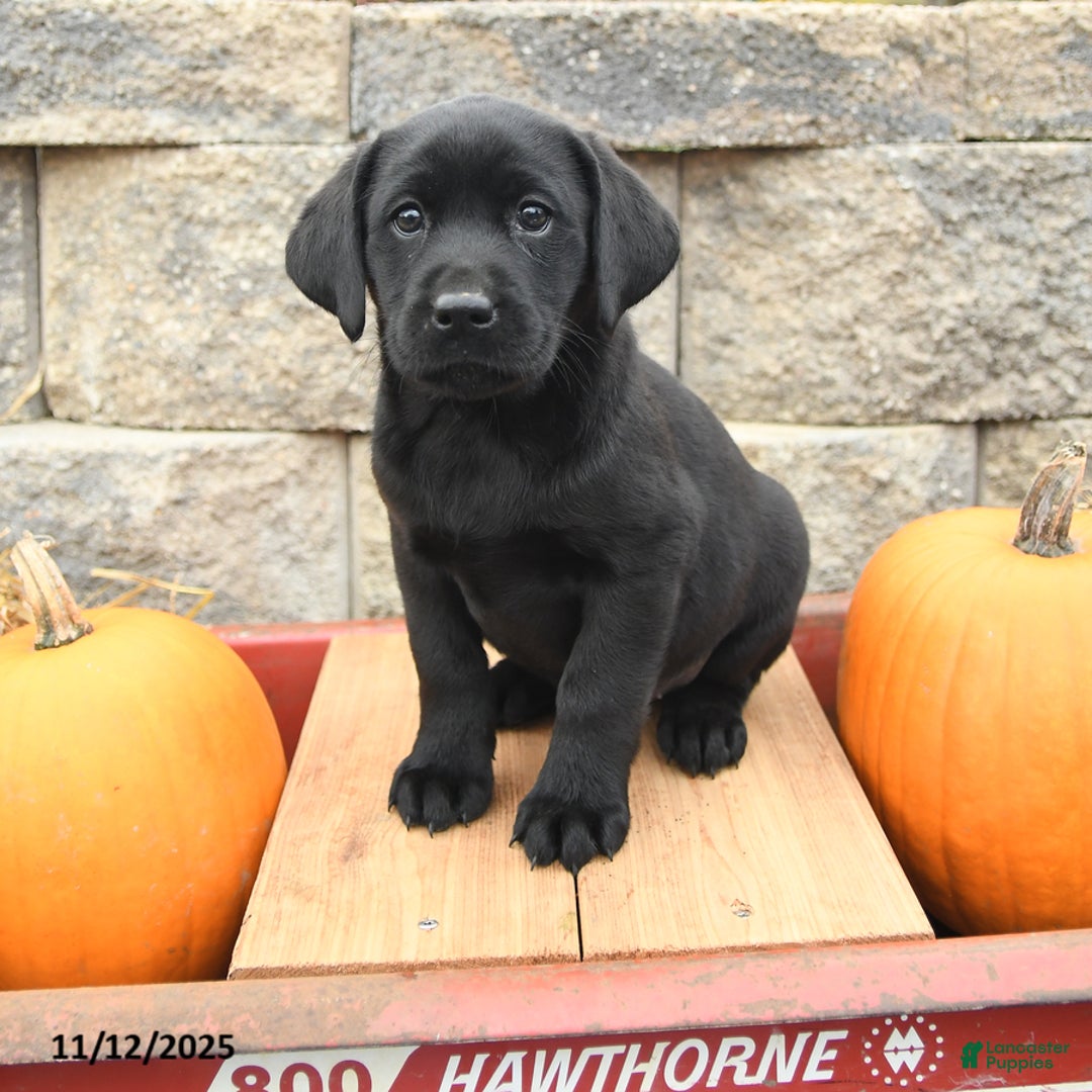 Labrador Retriever dogs for sale: Abagail - Ad 3