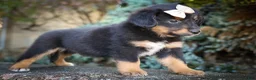Mini Aussiedoodle dogs for sale: Leo 🦴 - Ad 14