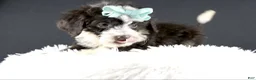 Mini Aussiedoodle dogs for sale: Dora - Ad 6