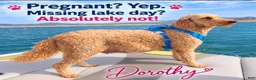 Goldendoodle dogs for sale: Black collar boy - Ad 8