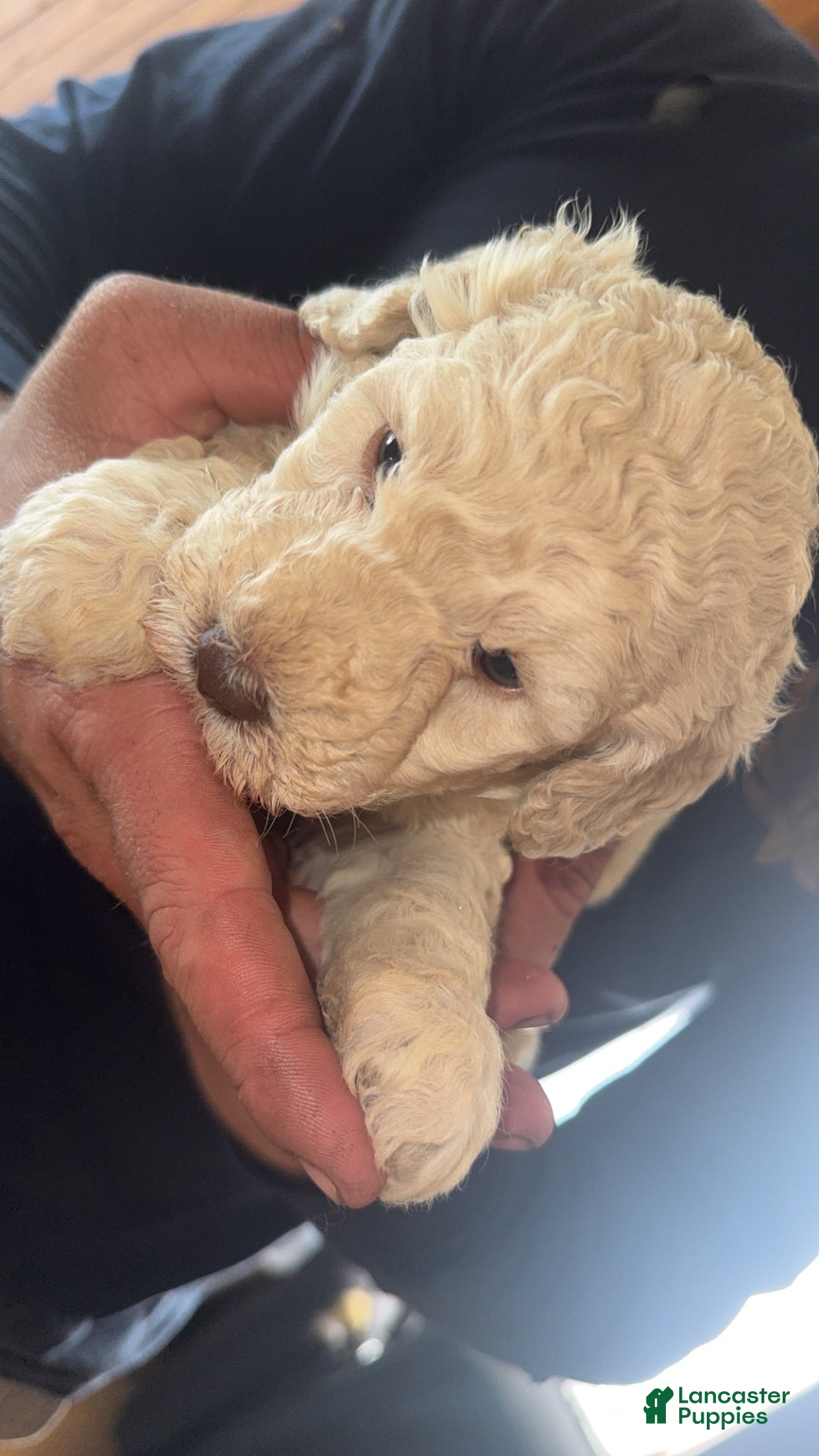 Standard Poodle dogs Chloe - Ad 30