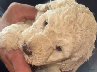 Standard Poodle dogs Chloe - Ad 30