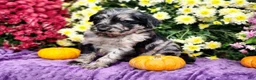 Goldendoodle dogs for sale: Springer - Ad 3