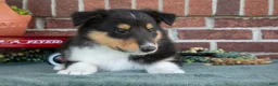 Collie dogs for sale: Leah - Ad 3