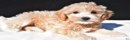Maltipoo dogs for sale: Allie - Ad 5