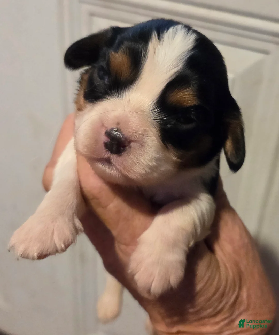 Cavalier King Charles Spaniel dogs for sale: Cavalier King Charles Spaniel Puppy 5 - Ad 1