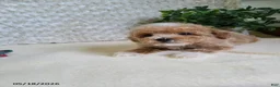 Bichpoo dogs for sale: Pluto - Ad 3