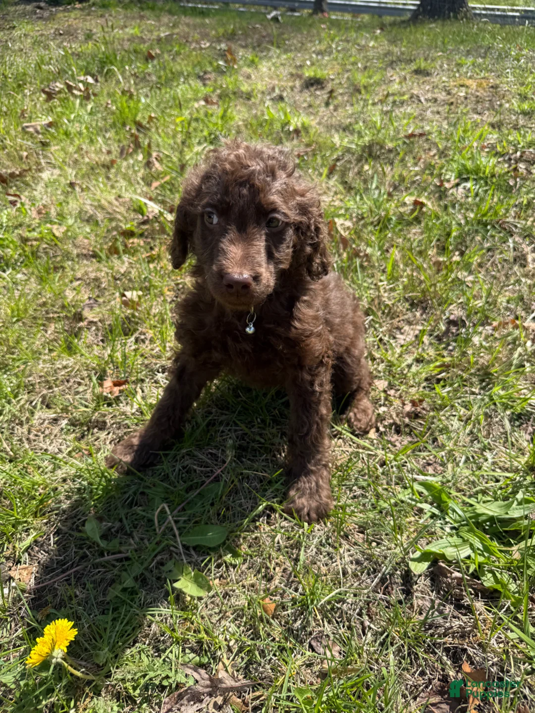 Double Doodle dogs for sale: Double Doodle Puppy 6 - Ad 2