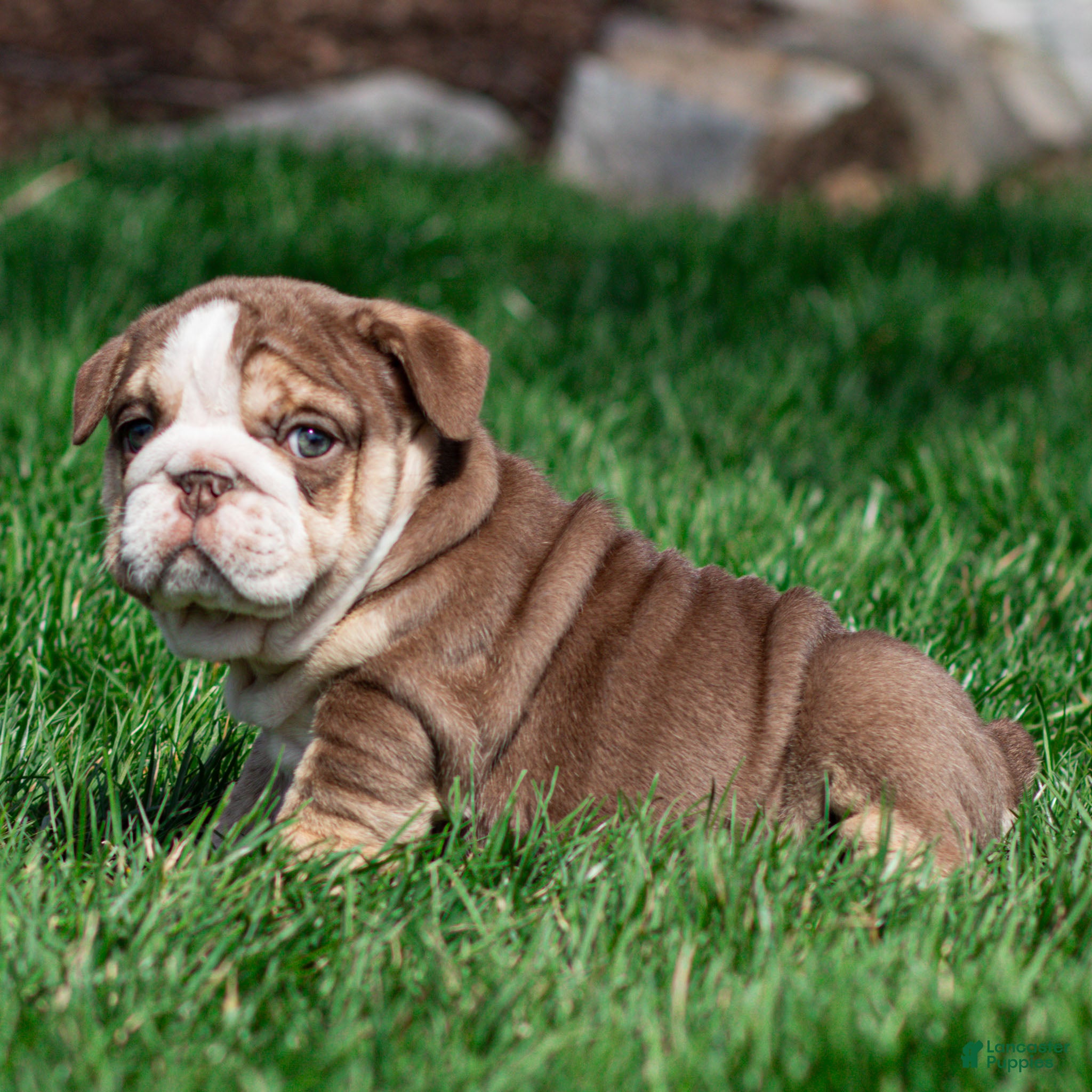 English Bulldog dogs Marina Mocha English Bulldog Puppy  - Ad 2