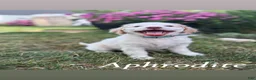 Mini Goldendoodle dogs for sale: Aphrodite - Ad 5