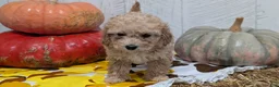 Miniature Poodle dogs for sale: Lexi - Ad 5