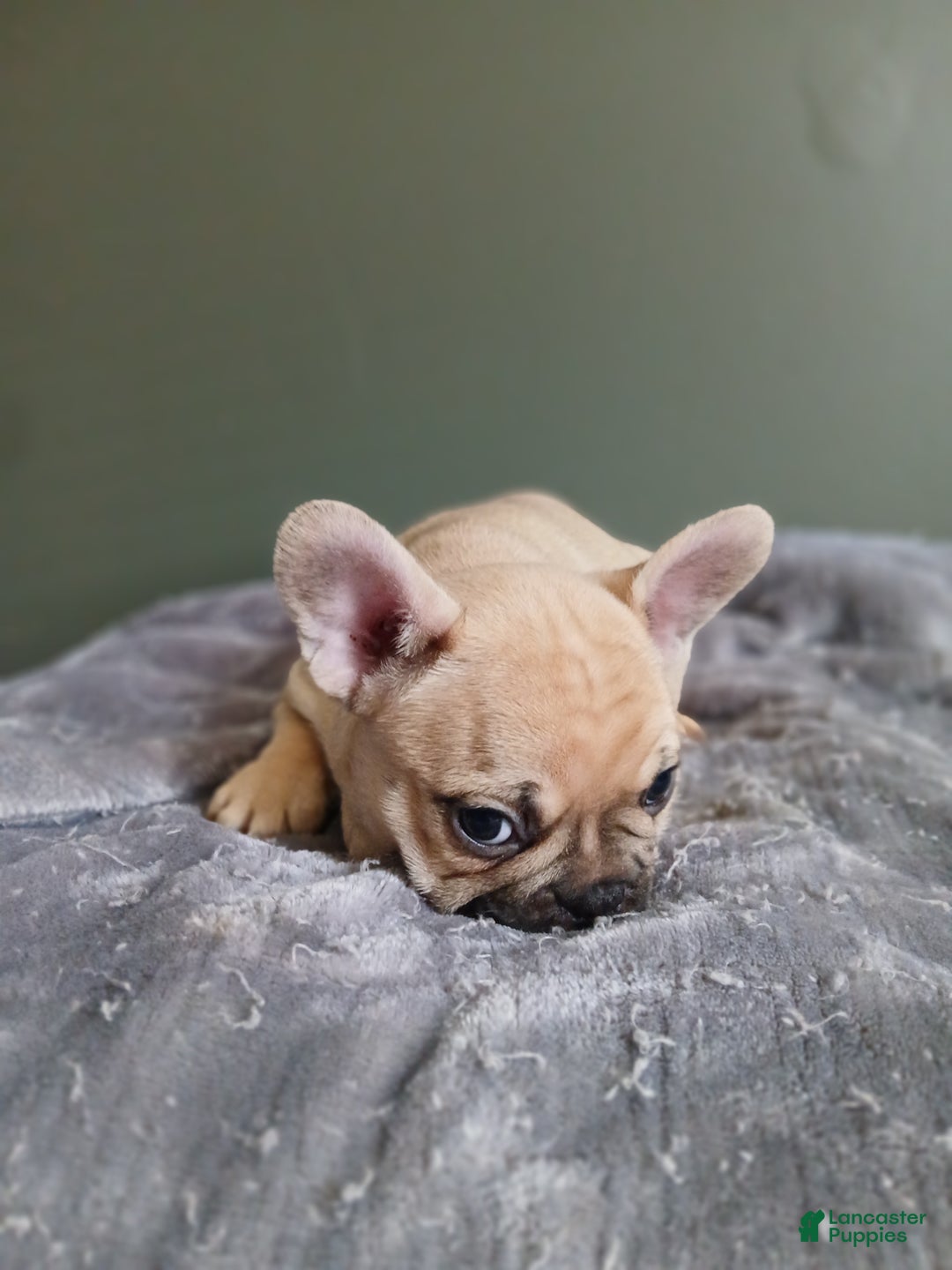 French Bulldog dogs for sale: French Bulldog Puppy 2 - Ad 3