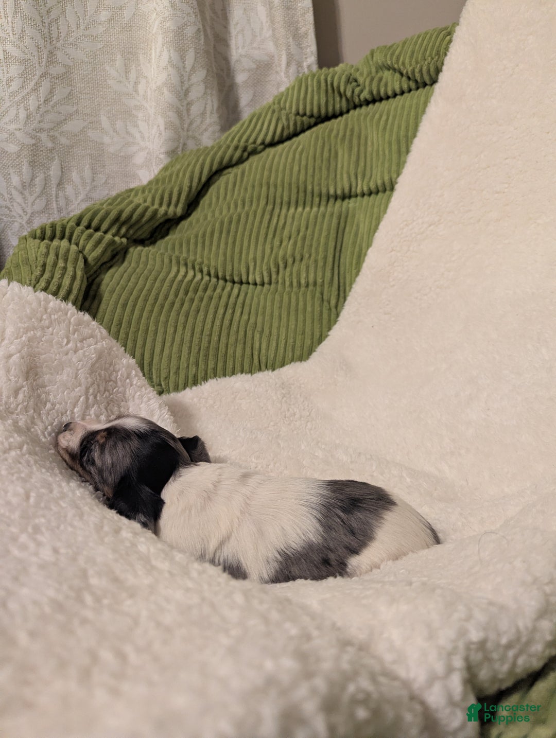 Dachshund dogs for sale: Annie - Ad 2