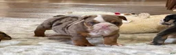 English Bulldog dogs for sale: Perfection - Ad 7