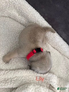Pug dogs AKC,Lily - Ad 2