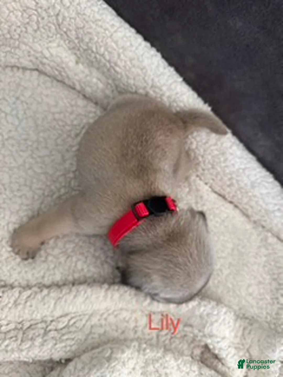 Pug dogs for sale: AKC,Lily - Ad 2