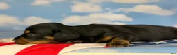 Miniature Dachshund dogs for sale: AKC Panther LH DNA OFA  - Ad 7
