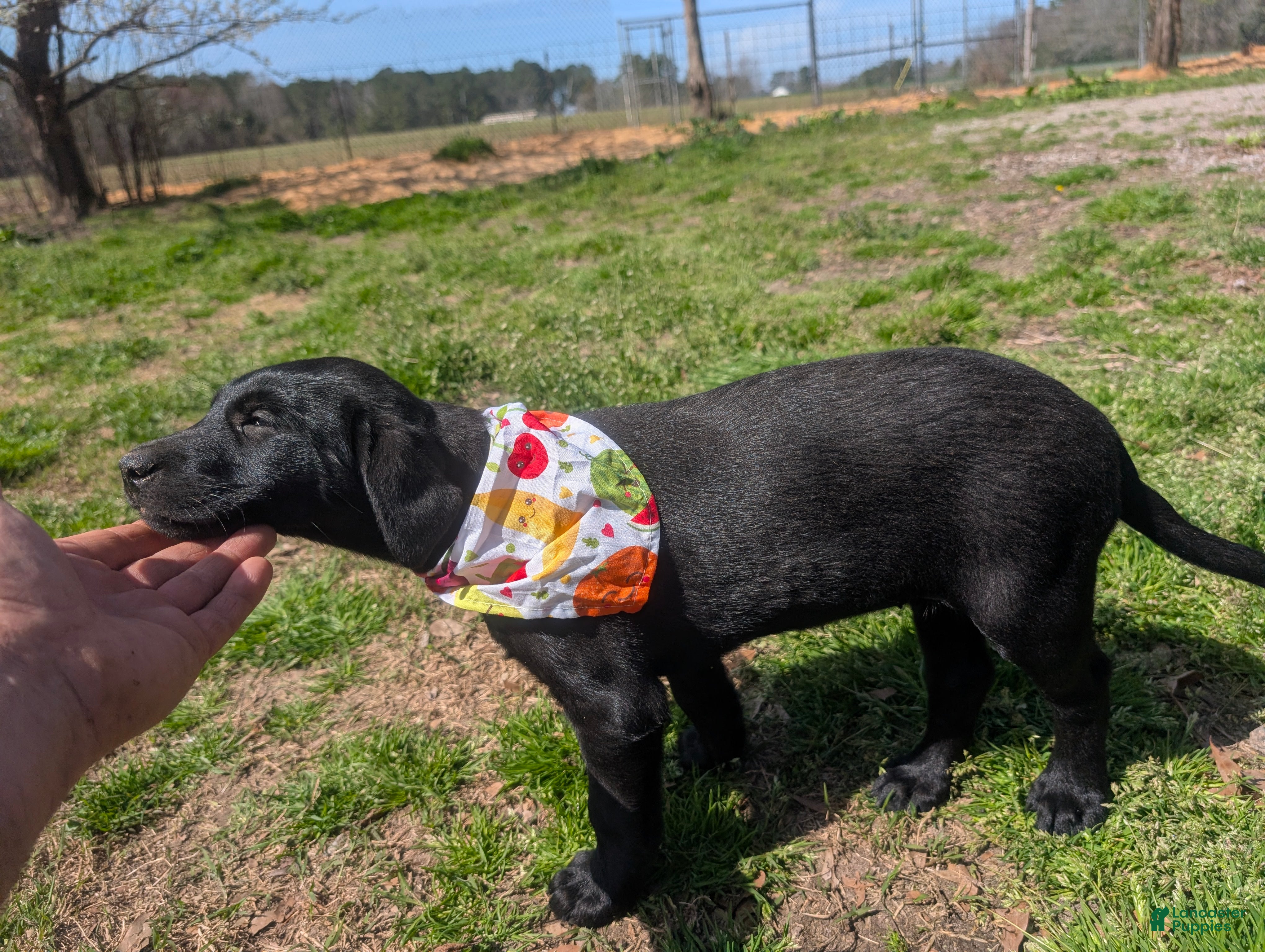 Labrador Retriever dogs Labrador Retriever Puppy 4 - Ad 25