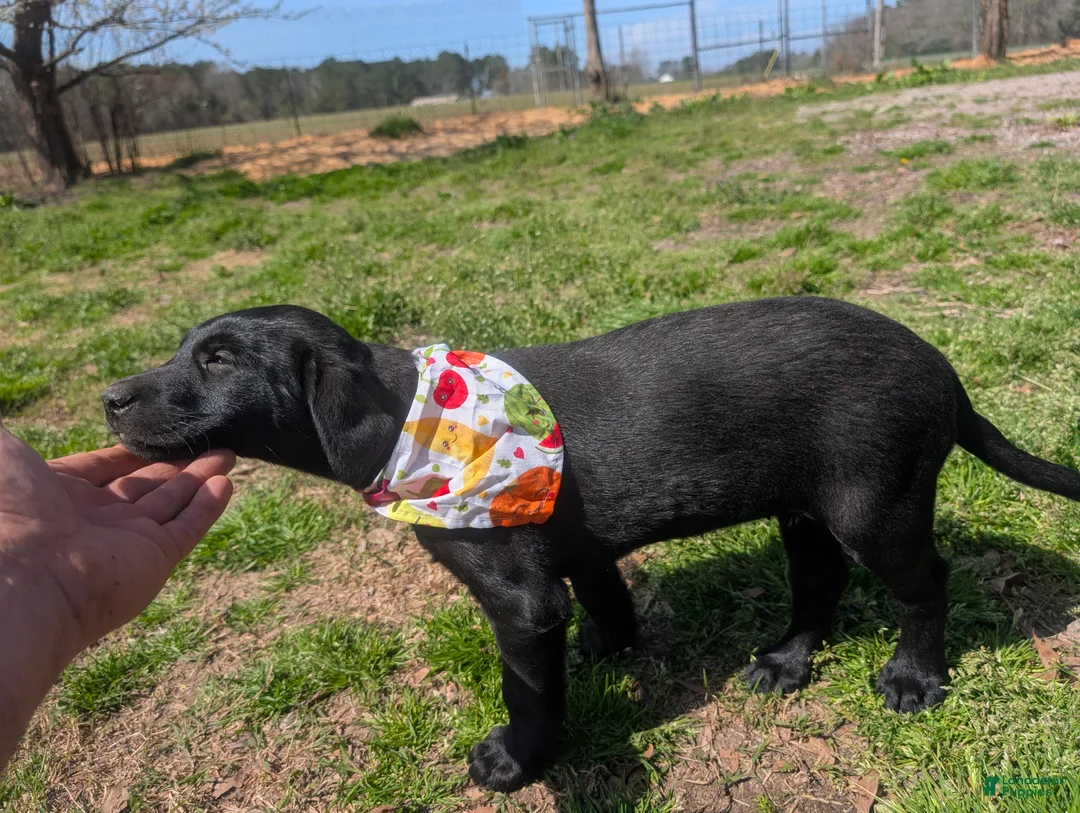 Labrador Retriever dogs for sale: Labrador Retriever Puppy 4 - Ad 1