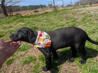 Labrador Retriever dogs Labrador Retriever Puppy 4 - Ad 25