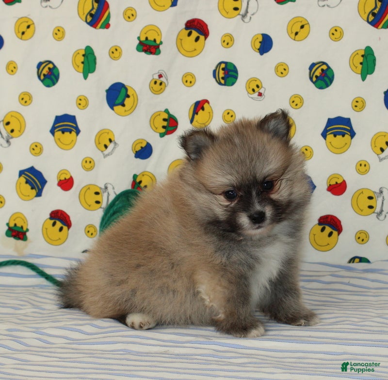 Pomeranian dogs Steven - Ad 1