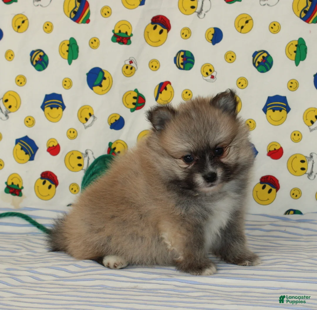 Pomeranian dogs for sale: Steven - Ad 1