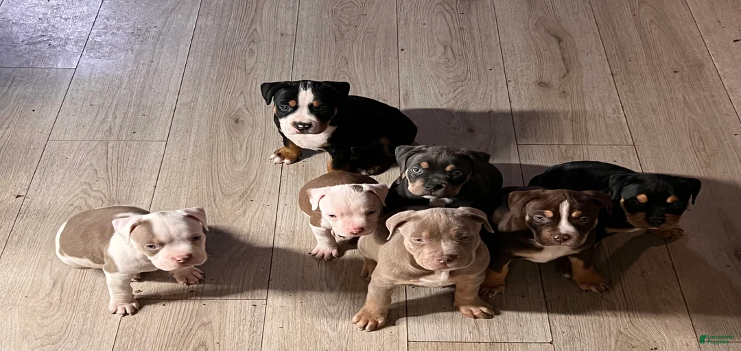 Gallery Image {{count}}