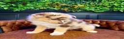 Pomsky dogs for sale: Leo - Ad 6