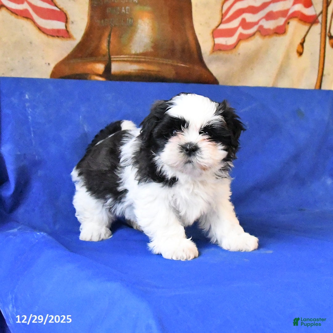 Shih Tzu dogs for sale: Maggie - Ad 3