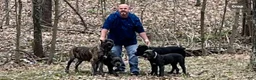 Cane Corso dogs for sale: Monte Carlo  - Ad 30