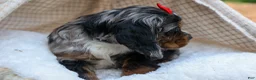 Cocker Spaniel dogs for sale: Brunson 🐶💙 - Ad 12