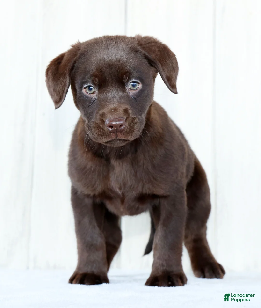 Labrador Retriever dogs for sale: Indie - Ad 2