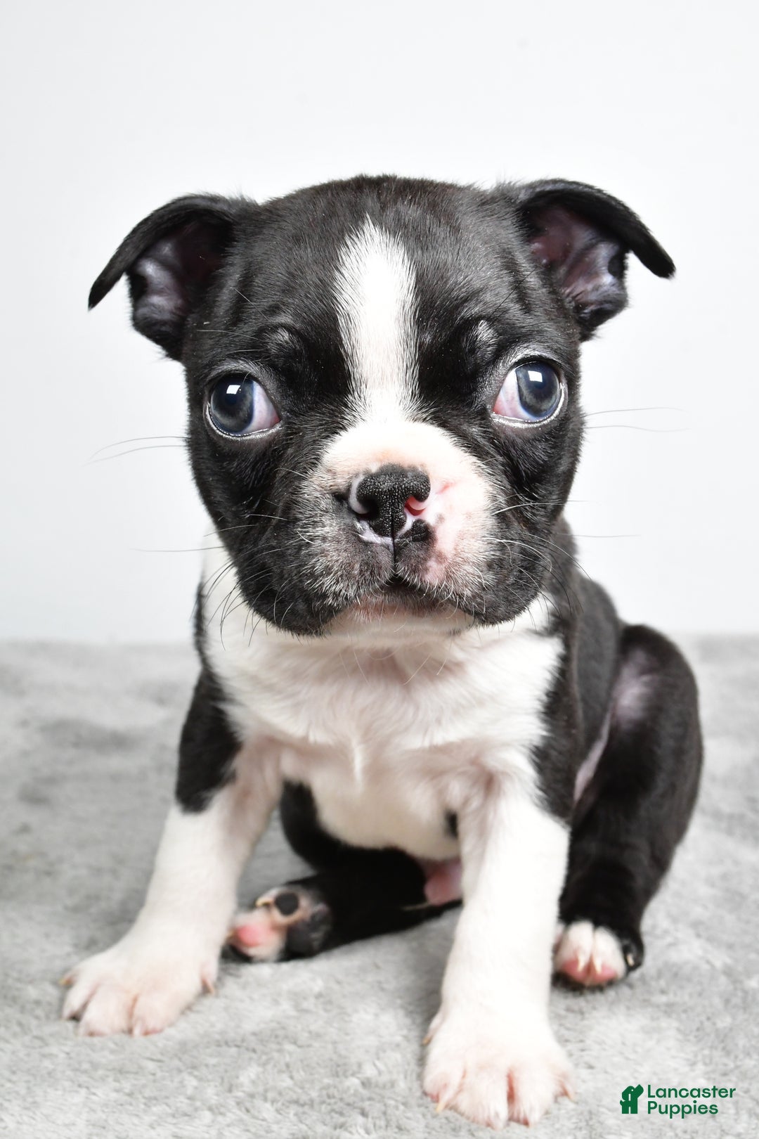 Boston Terrier dogs for sale: Jackson - Ad 2