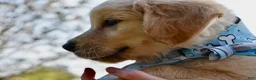 Golden Retriever dogs for sale: Pink Girl 4 - Ad 39