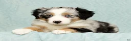 Australian Shepherd dogs for sale: Abby - Ad 4